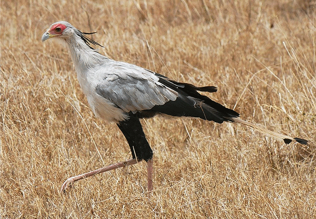 egret-savannah-camp-lake-nakuru-national-park-secretary-bird Egret Savannah Camp Lake Nakuru National Park