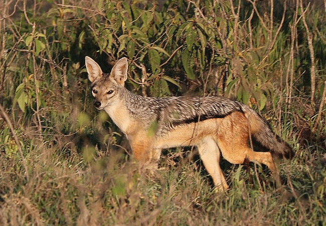 egret-savannah-camp-lake-nakuru-national-park-silver-backed-jackal Egret Savannah Camp Lake Nakuru National Park