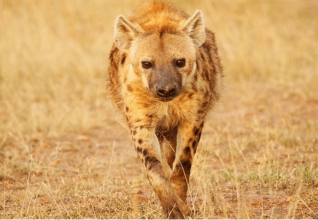 egret-savannah-camp-lake-nakuru-national-park-spotted-hyena Egret Savannah Camp Lake Nakuru National Park