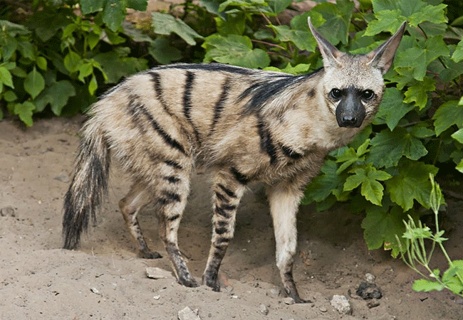 egret-savannah-camp-lake-nakuru-national-park-stripped-hyena Egret Savannah Camp Lake Nakuru National Park