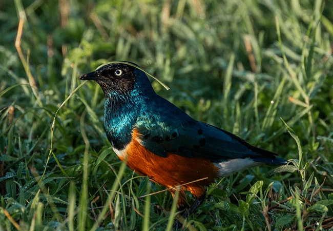 egret-savannah-camp-lake-nakuru-national-park-superb-starling-bird Egret Savannah Camp Lake Nakuru National Park