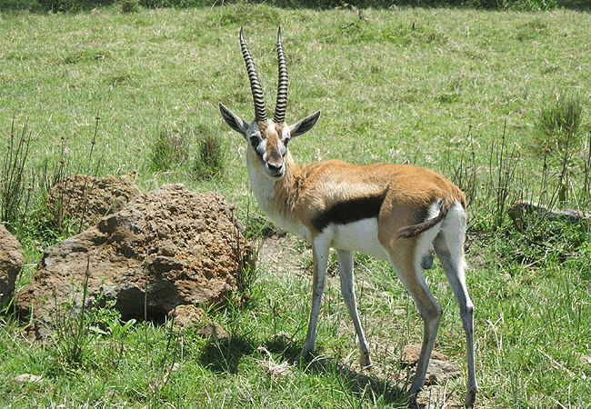 egret-savannah-camp-lake-nakuru-national-park-thomson-gazelle Egret Savannah Camp Lake Nakuru National Park