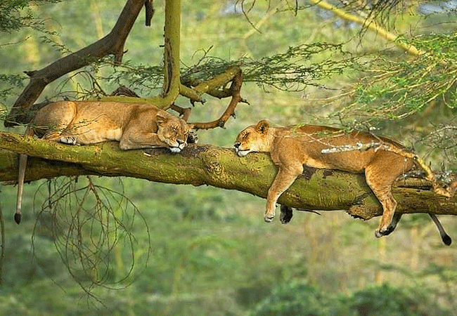 egret-savannah-camp-lake-nakuru-national-park-tree-climbing-lions Egret Savannah Camp Lake Nakuru National Park
