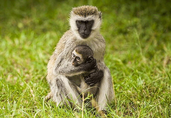 egret-savannah-camp-lake-nakuru-national-park-vervet-monkey Egret Savannah Camp Lake Nakuru National Park