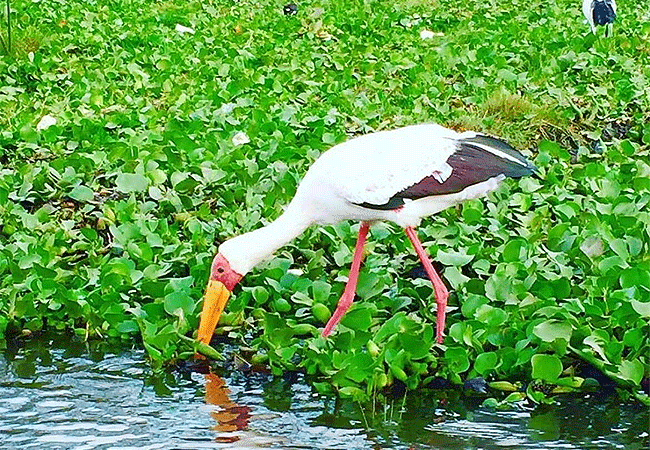 egret-savannah-camp-lake-nakuru-national-park-yellow-billed-stork Egret Savannah Camp Lake Nakuru National Park