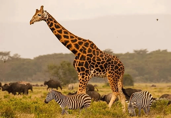 egret-savannah-camp-lake-nakuru-national-park-zebras-giraffes-buffalos-grazing Egret Savannah Camp Lake Nakuru National Park