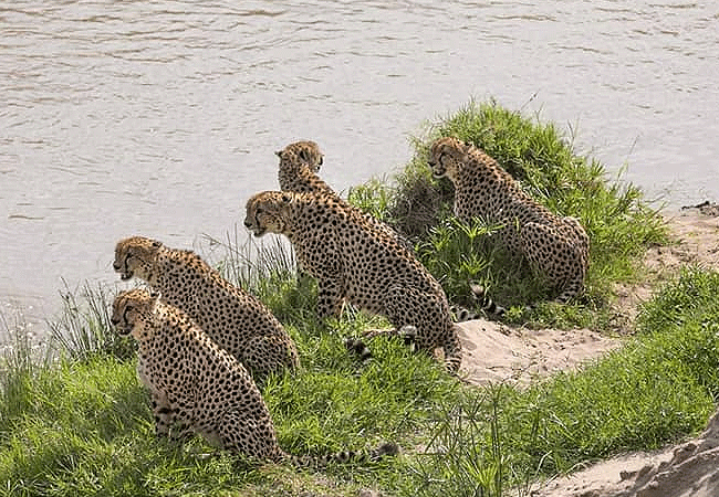 kobe-mara-safari-camp-masai-mara-cheetahs Kobe Mara Safari Camp Masai Mara