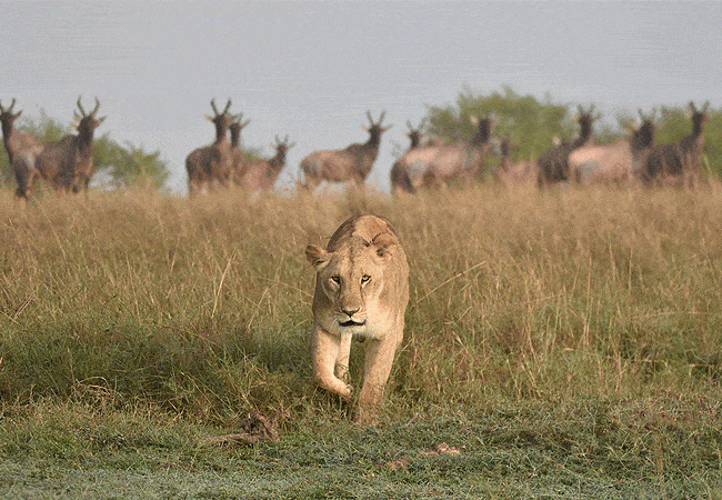 Mara Choroa Camp Masai Mara