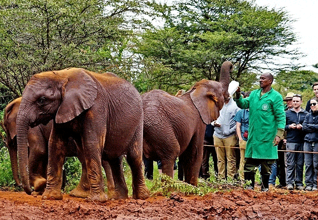 nairobi-tented-camp-karen-suburbs-nairobi--daphne-sheldrick-elephant-orphanage-visit Nairobi Tented Camp Karen Suburbs Nairobi