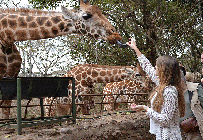nairobi-tented-camp-karen-suburbs-nairobi-feed-giraffes-at-the-giraffe-center Nairobi Tented Camp Karen Suburbs Nairobi