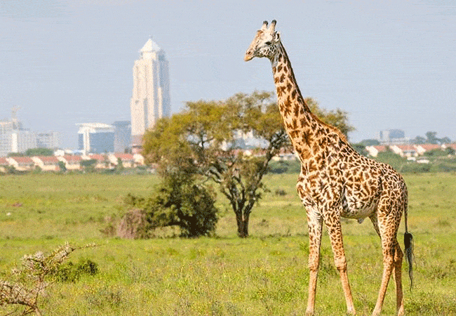 nairobi-tented-camp-karen-suburbs-nairobi-national-park-safar--game-drive Nairobi Tented Camp Karen Suburbs Nairobi