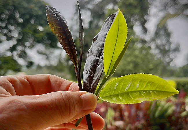 purple-tea-farm-day-tour-at-gatura-greens-farm-muranga-county-tea-plant Purple Tea Farm Tour at Gatura Greens Farm Muranga-county