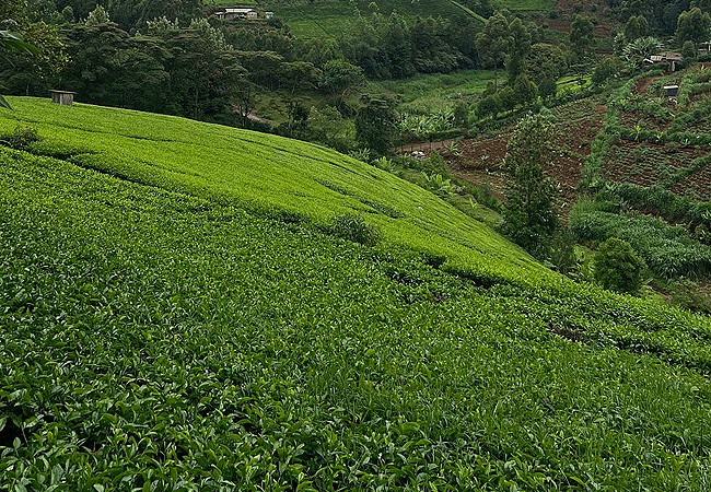 purple-tea-farm-day-tour-at-gatura-greens-farm-muranga-county-tea plantations Purple Tea Farm Tour at Gatura Greens Farm Muranga-county