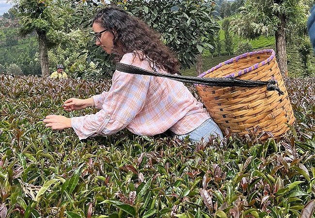 purple-tea-farm-day-tour-at-gatura-greens-farm-muranga-tea-picking-or-plucking-involves-the-harvesting-of-tea-leaves-and-buds Purple Tea Farm Tour at Gatura Greens Farm Muranga-county
