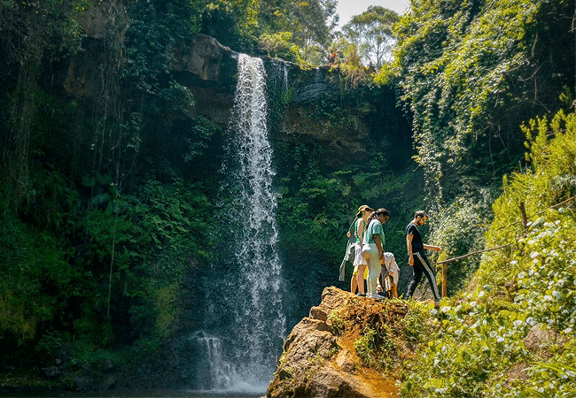 purple-tea-farm-tour-at-gatura-greens-farm-muranga-county-beautiful-waterfall-trek Purple Tea Farm Tour at Gatura Greens Farm Muranga County