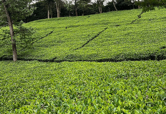 purple-tea-farm-tour-at-gatura-greens farm-muranga-gatura-greens-tea-farm Purple Tea Farm Tour at Gatura Greens Farm Muranga County