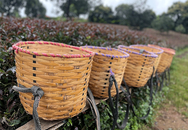 tea-leaf-baskets-used-to-collect- freshly-harvested-tea-leaves Purple Tea Farm Tour at Gatura Greens Farm Muranga County