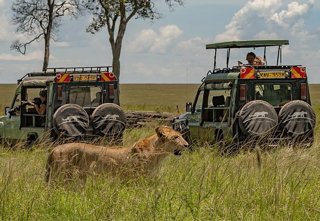 mara-major-camp-maasai-mara-national-reserve-vehicles-on-a-game-drive-vieiwing-lions Mara Moja Camp Masai Mara National Reserve
