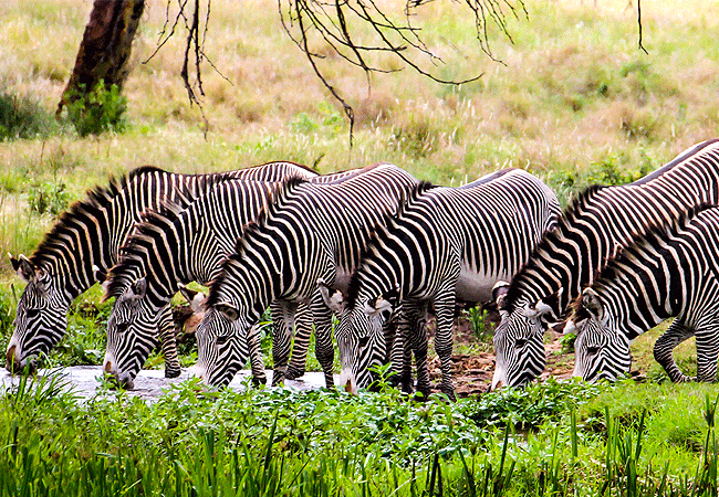 Mtalii Bush Palace Holiday Home Mount Kenya Wildlife Estate Nanyuki Nanyuki