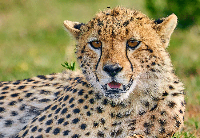 nyssa-balloon-safaris-tanzania-cheetah Nyssa Balloon Safaris Tanzania