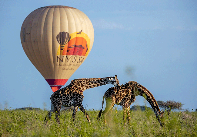 nyssa-balloon-safaris-tanzania-giraffe Nyssa Balloon Safaris Tanzania