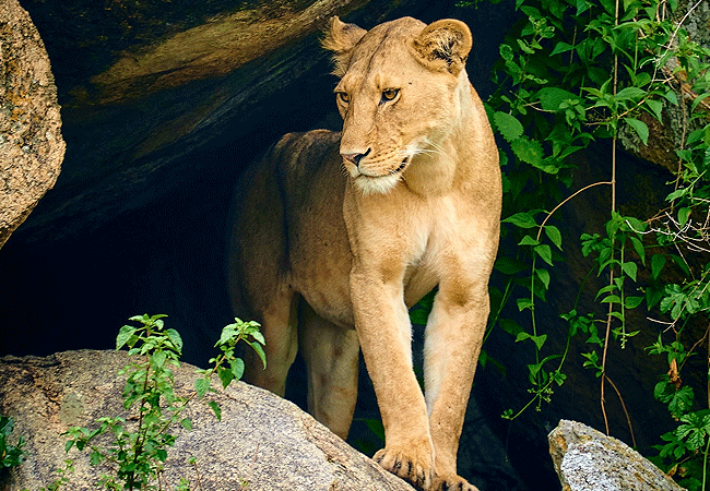 nyssa-balloon-safaris-tanzania-lioness Nyssa Balloon Safaris Tanzania