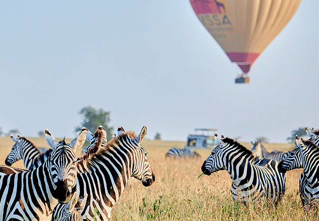nyssa-balloon-safaris-tanzania-scenic-flight-zebras Nyssa Balloon Safaris Tanzania