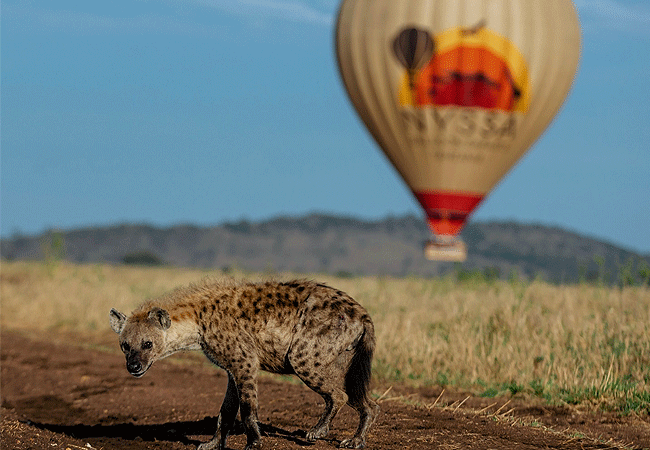 nyssa-balloon-safaris-tanzania-spotted hyena Nyssa Balloon Safaris Tanzania