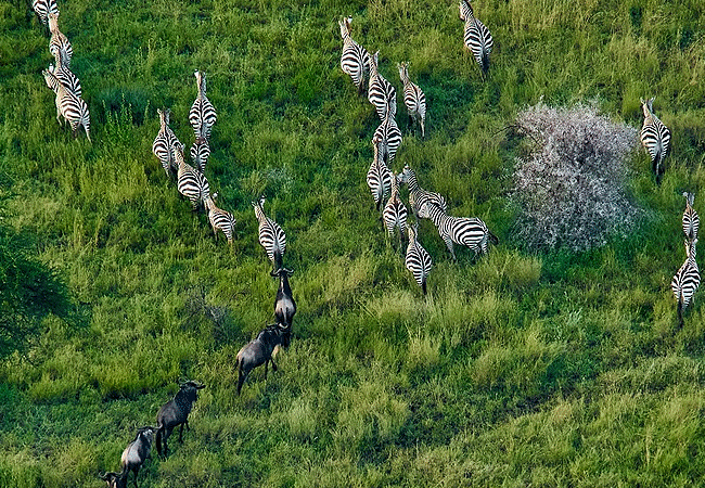nyssa-balloon-safaris-tanzania-the-great-wildebeest -migration Nyssa Balloon Safaris Tanzania
