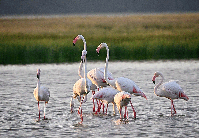 Oilepo Amboseli Safari Lodge