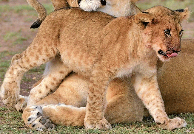 Oreteti Mara Lodge Maasai National Reserve