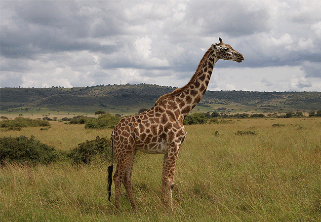 Oreteti Mara Lodge Maasai National Reserve