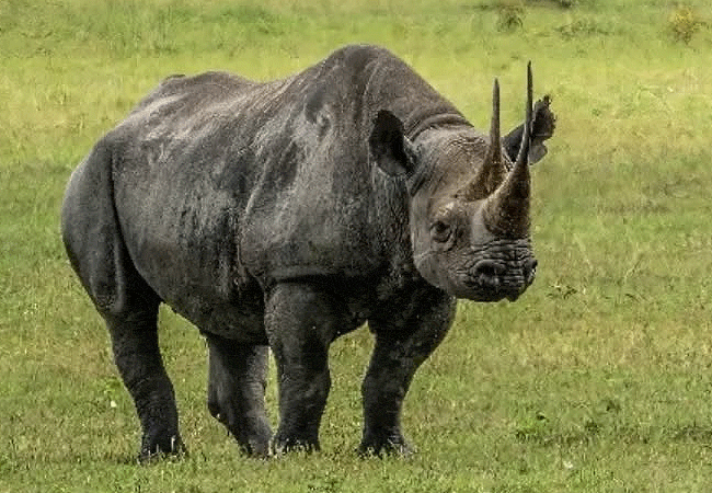 Oreteti Mara Lodge Maasai National Reserve