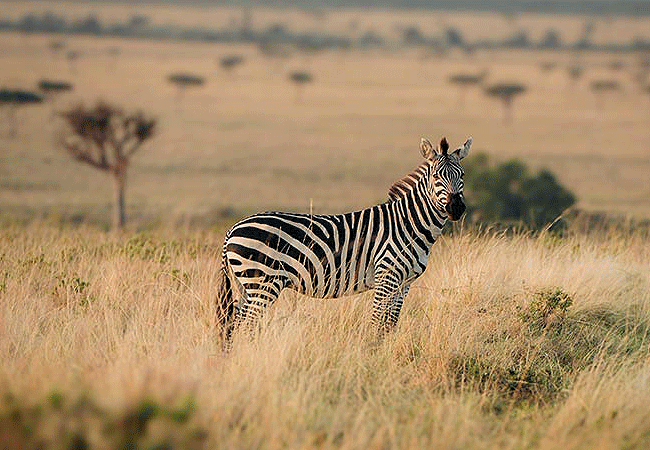 Pearl Mara Camp Masai Mara