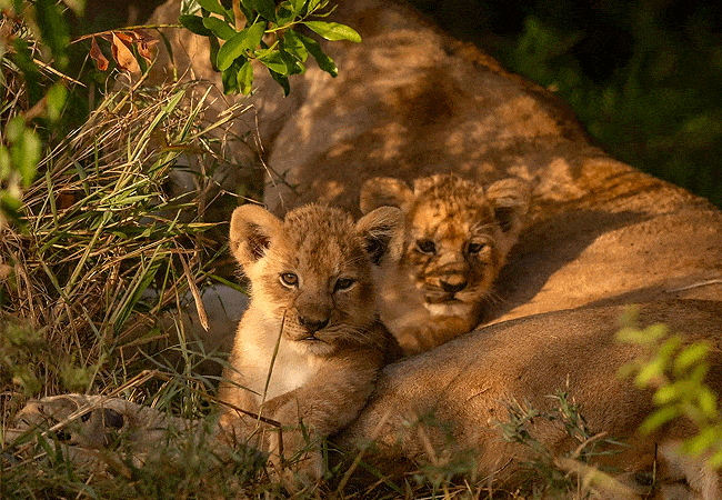 ritz-carlton-masai-mara-camp-fly-in-safari-3-days-2-nights-lion-with-cubs Ritz Carlton Masai Mara Camp Fly-in Safari 3 Days 2 Nights