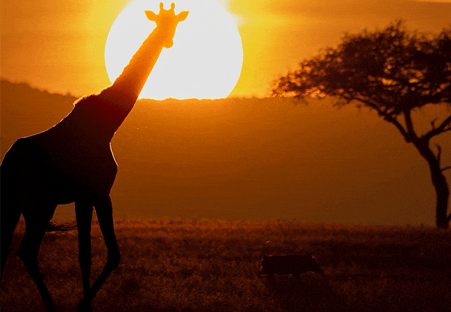 ritz-carlton-masai-mara-camp-fly-in-safari-3-days-2-nights-morning-game-drive Ritz Carlton Masai Mara Camp Fly-in Safari 3 Days 2 Nights