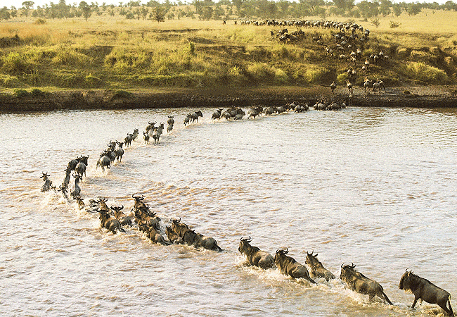 ritz-carlton-masai-mara-camp-fly-in-safari-3-days-2-nights-sand-river Ritz Carlton Masai Mara Camp Fly-in Safari 3 Days 2 Nights