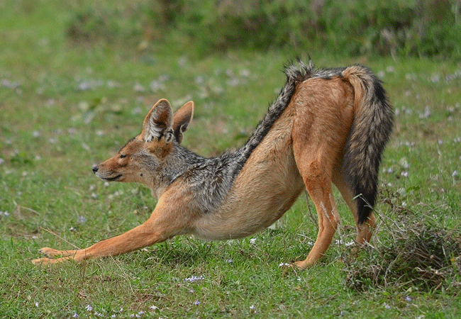 black-backed jackal-black-backed-jackal Solio Game Reserve