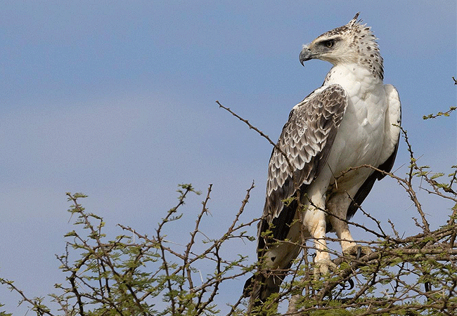 hildana-lodge-hildana-sanctuary-tsavo-west-national-park-augur-buzzard Hildana Lodge, Hildana Sanctuary Tsavo West National Park