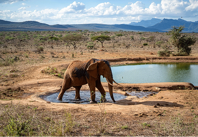hildana-lodge-hildana-sanctuary -tsavo-west-national-park-elephants-and-other-animals-congregate-at-a-nearby-waterhole-to-drink Hildana Lodge, Hildana Sanctuary Tsavo West National Park