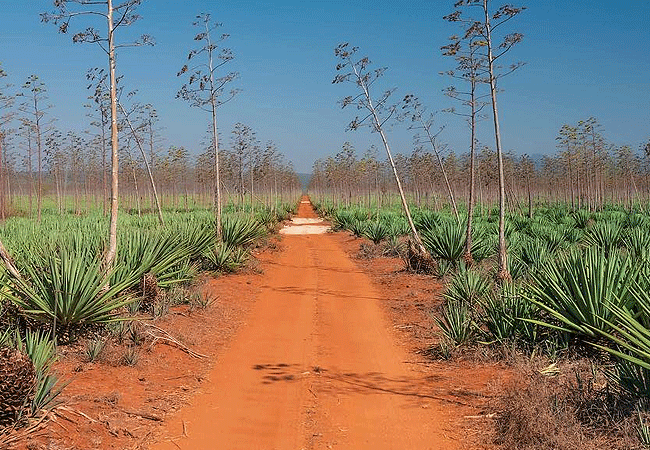 hildana-lodge-hildana-sanctuary-tsavo-west-national-park-is-a-luxury-safari-lodge-nestled-at-the-foot-of-the -taita-hills-on-the-edge-of-a-beautiful-family-owned-sisal-farm Hildana Lodge, Hildana Sanctuary Tsavo West National Park