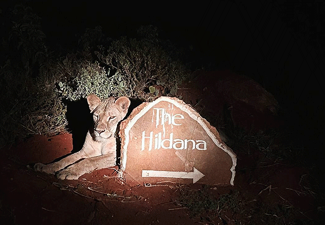 hildana-lodge-hildana-sanctuary-tsavo-west-national-park-is-nestled-at-the-foot-of-the-taita-hills-in-the-heart-of-the-wildlife-corridor-linking-tsavo-east-and-tsavo-west-national-parks Hildana Lodge, Hildana Sanctuary Tsavo West National Park