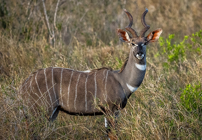 hildana-lodge-hildana-sanctuary -tsavo-west-national-park-lesser-kudu-antelope Hildana Lodge, Hildana Sanctuary Tsavo West National Park