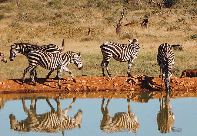 hildana-lodge-hildana-sanctuary -tsavo-west-national-park-overlooking-a-watering-hole-and-5000-acres-of-private-conservancy Hildana Lodge, Hildana Sanctuary Tsavo West National Park