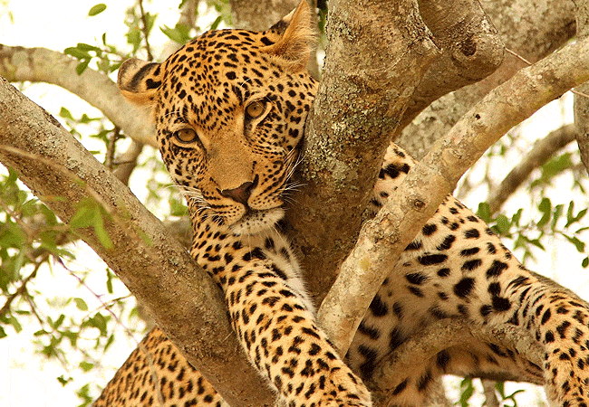 jw-marriott-mapito-safari-camp-serengeti-national-park-leopard JW Marriott Serengeti Safari Lodge Mapito Safari Camp