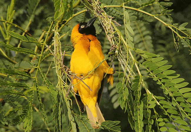 jw-marriott-mapito-safari-camp-serengeti-national-park-lesser-masked-weaver-bird JW Marriott Serengeti Safari Lodge Mapito Safari Camp