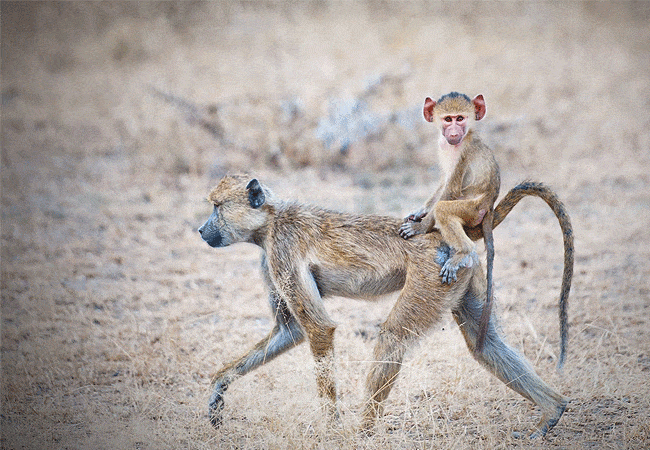 jw-marriott-mapito-safari-camp-serengeti-national-park-yellow-baboons JW Marriott Serengeti Safari Lodge Mapito Safari Camp