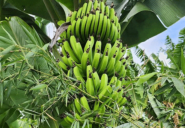 kibo-view-farm-lodge-moshi-tanzania-banana-fruit Kibo View Farm Lodge Moshi Tanzania