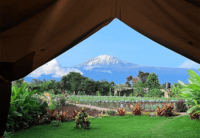kibo-view-farm-lodge-moshi-tanzania-tent-with-kilimanjaro-view Kibo View Farm Lodge Moshi Tanzania
