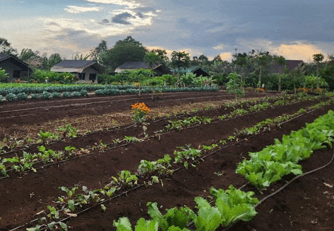 kibo-view-farm-lodge-moshi-tanzania-vegetable-farm Kibo View Farm Lodge Moshi Tanzania